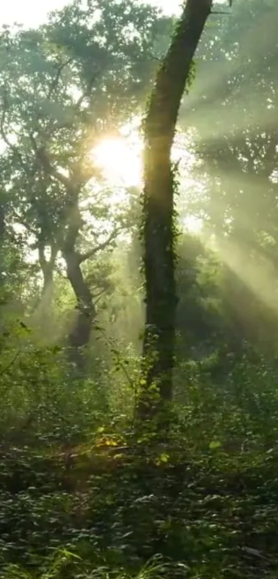 Sunlight filtering through lush green forest trees.