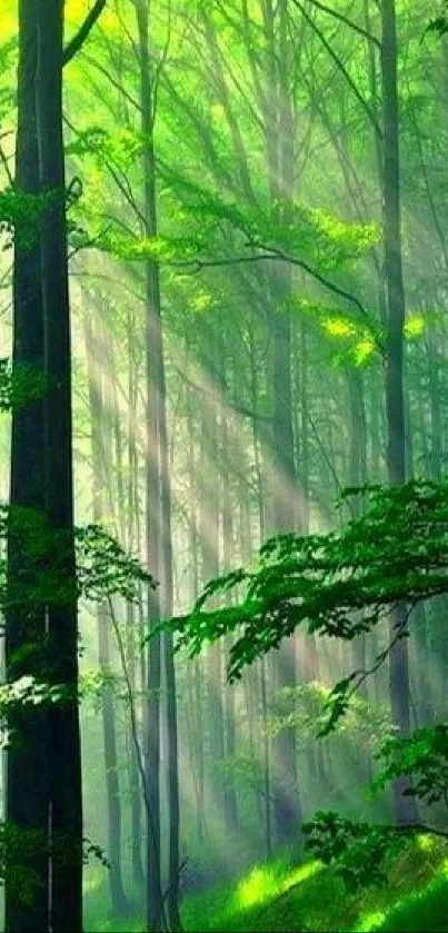 Lush green forest with sunbeams filtering through tall trees.