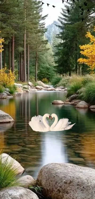 Swans floating in a serene forest stream.