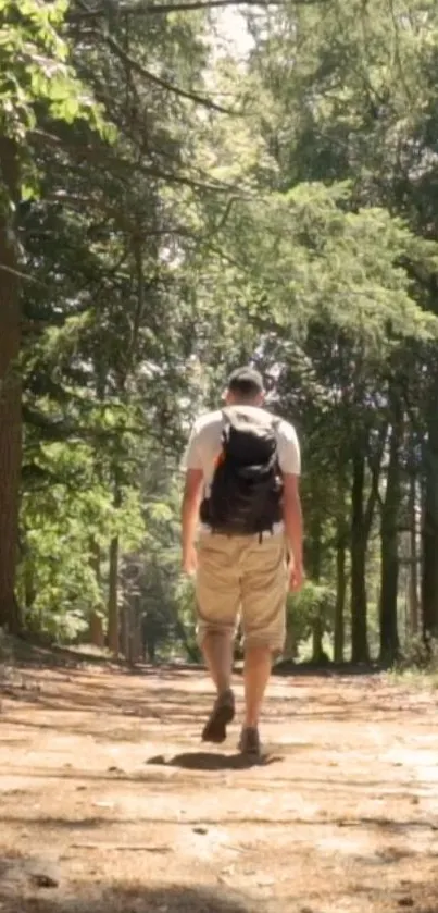 Lone hiker on a sunlit forest path surrounded by lush greenery.