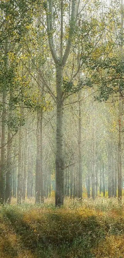 Serene forest with sunlight filtering through trees, creating a peaceful atmosphere.