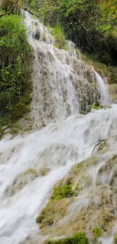 Lush forest waterfall cascading over rocks.