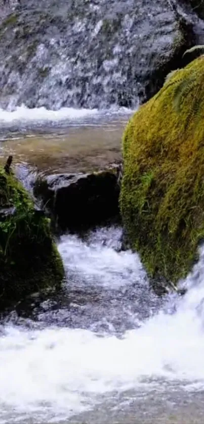 Forest stream with cascading waterfall and lush moss.