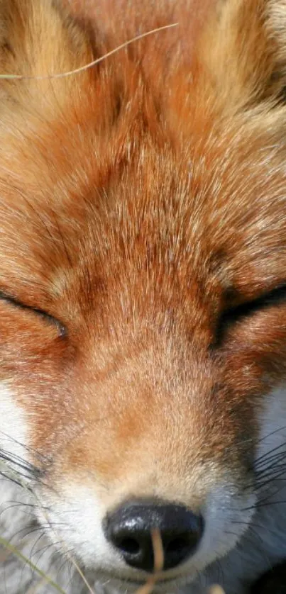 Close-up of a tranquil fox with eyes closed in natural setting.