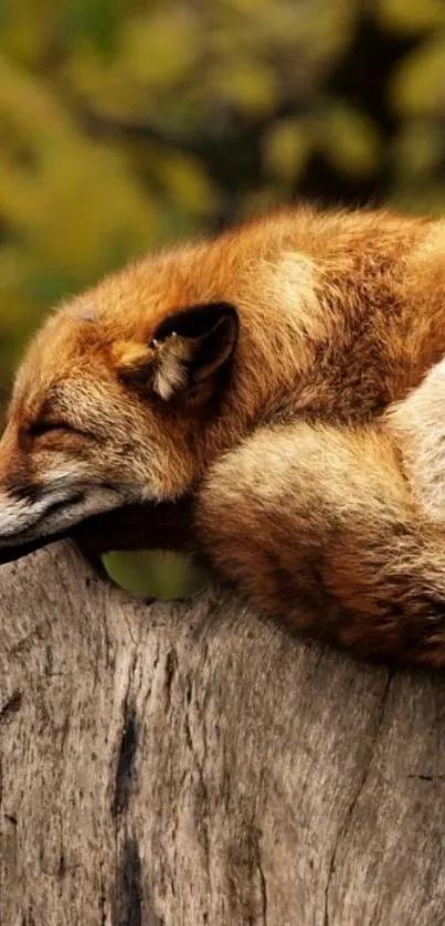 Sleeping fox on rustic tree stump in nature.