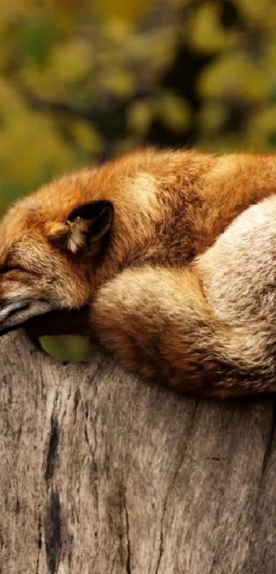 A peaceful fox resting on a tree stump against a backdrop of autumn leaves.