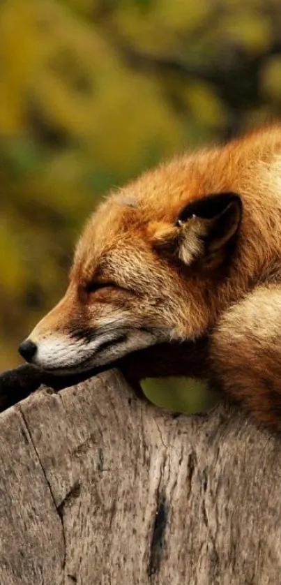 Resting fox on a log in lush woodland.