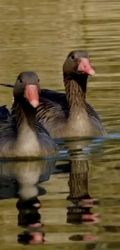 Two ducks swimming on tranquil water, reflecting nature's peace.