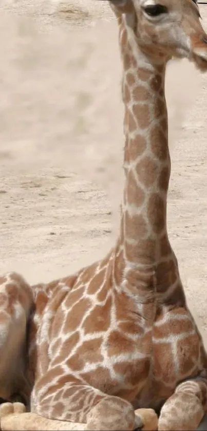 Serene giraffe sitting on sand, beige tones.