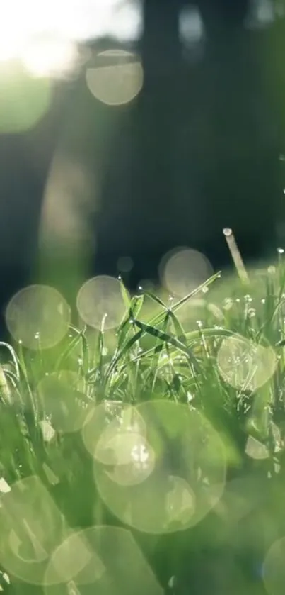 Tranquil grass with sunlight and bokeh effect on a mobile wallpaper.