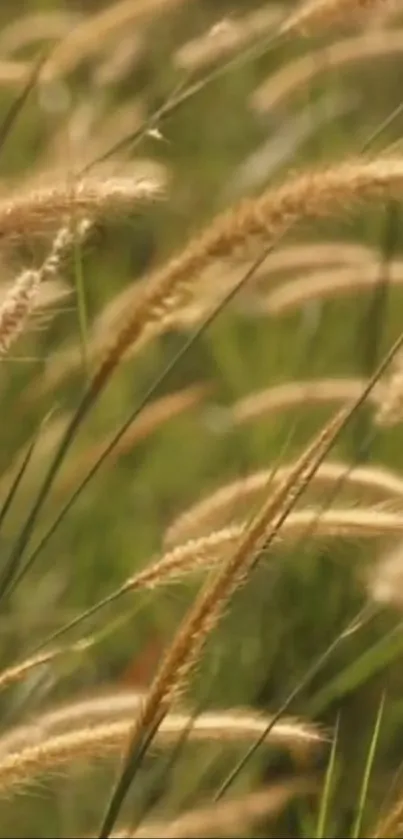 Golden grasses sway in a sunlit field, creating a serene mobile wallpaper.