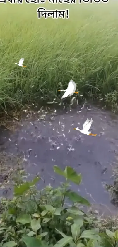 Lush green field with tranquil water and birds flying.