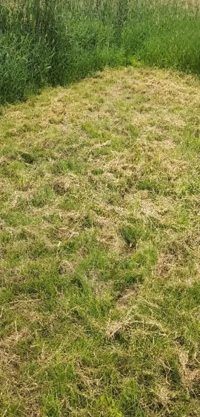 Serene green field with lush grass wallpaper.