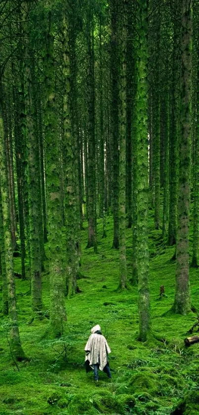 Person walking through a lush green forest path, surrounded by tall trees.