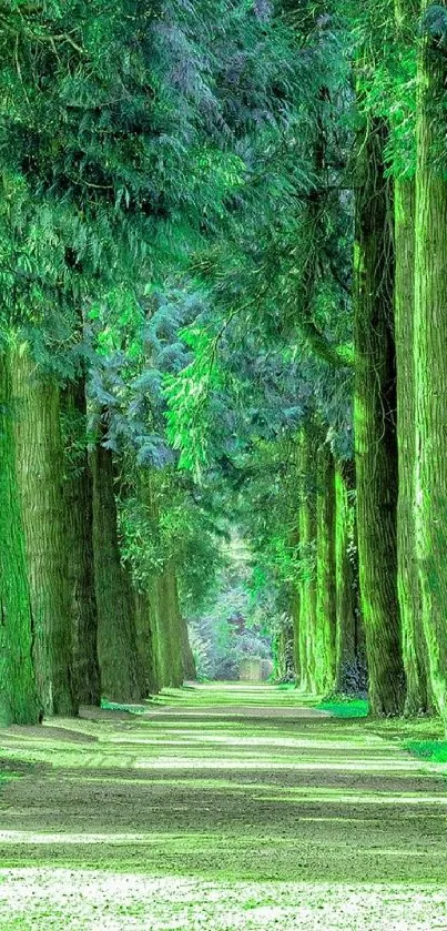 A serene pathway surrounded by lush green forest trees.