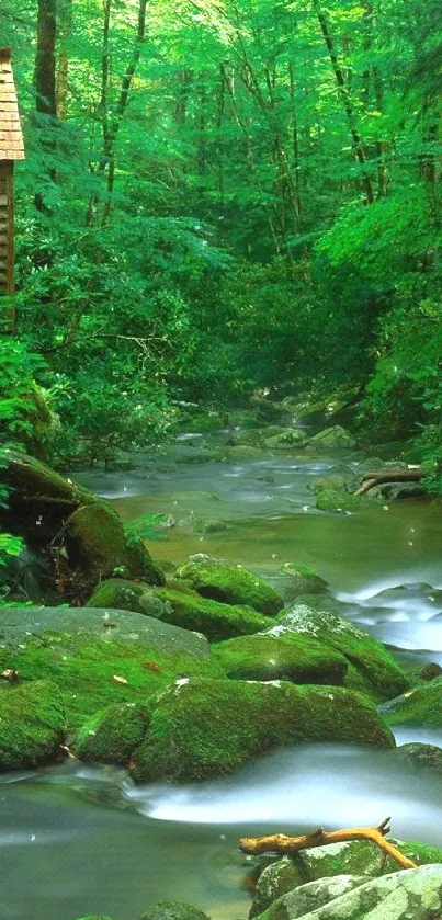 Lush green forest stream with rustic cabin.