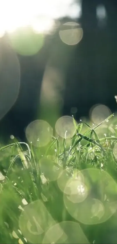 Tranquil mobile wallpaper with dewdrops on vibrant green grass under sunlight.