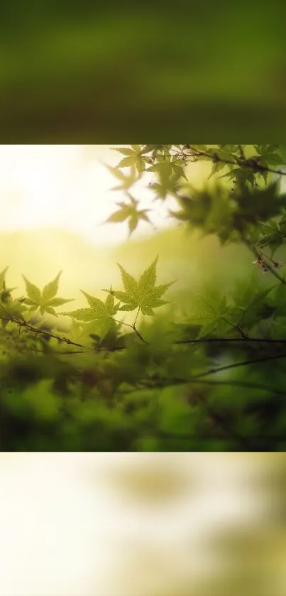 Green leaves in soft focus create a serene natural wallpaper.