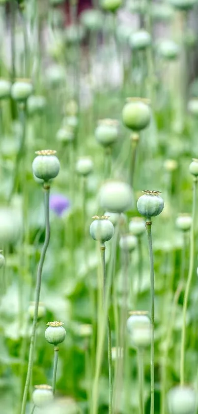 Green plant buds create a serene mobile wallpaper scene.