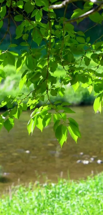 Green leaves over a tranquil river scene, perfect for a nature-themed phone background.