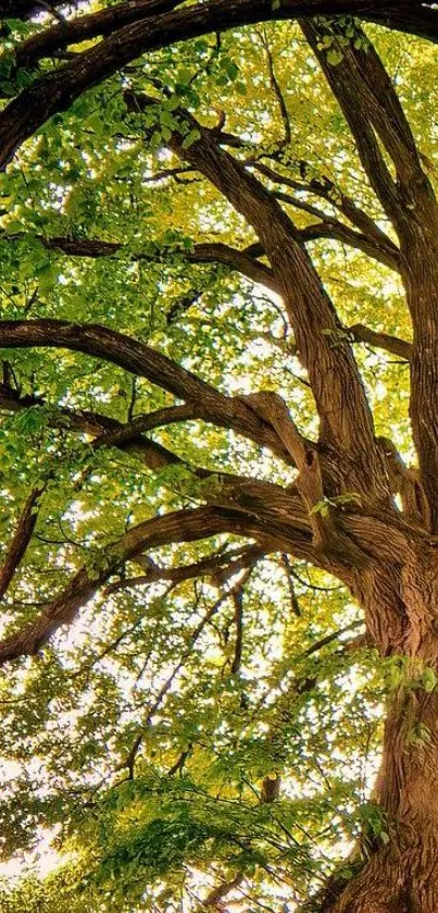 High-quality wallpaper of a lush green tree with intricate branches.