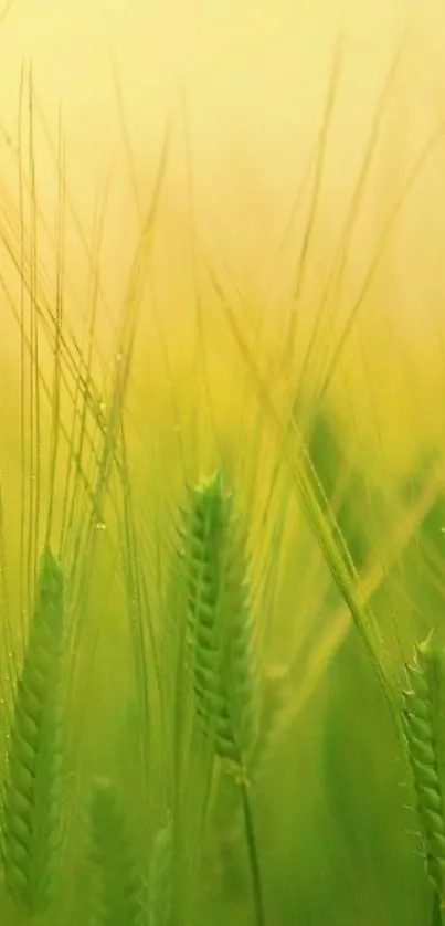 Serene light green wheat field wallpaper