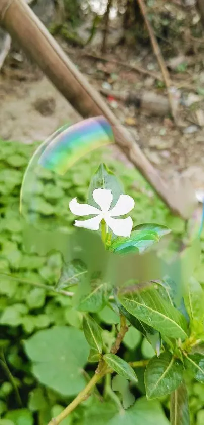 White flower with green leaves and background.