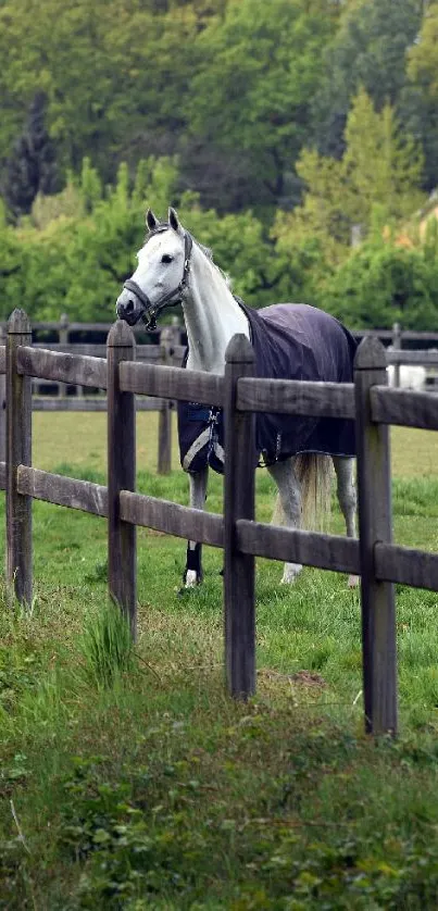 A majestic white horse stands in a lush green pasture, framed by a wooden fence.