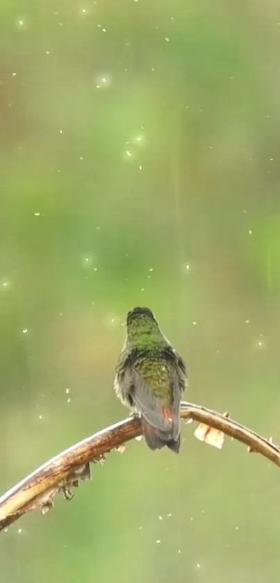 Hummingbird perched on a branch, with a green blurred background.