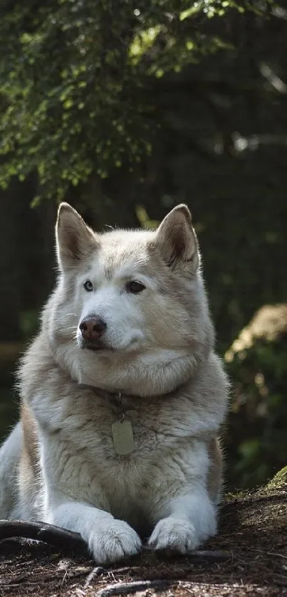 Siberian Husky lying in forest setting.