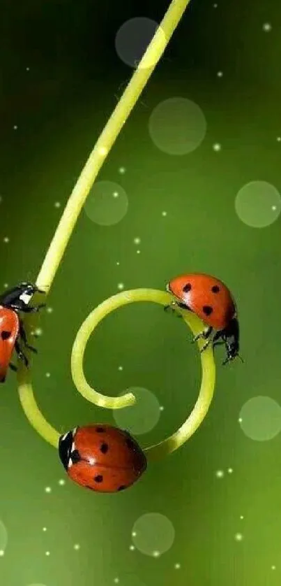 Ladybugs perched on a spiraled vine against a lush green backdrop.