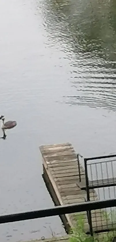 Lone bird on calm lake with dock in tranquil setting.