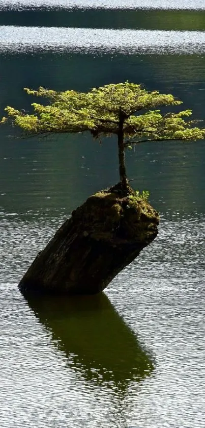 Solitary tree on a rock in a tranquil lake.