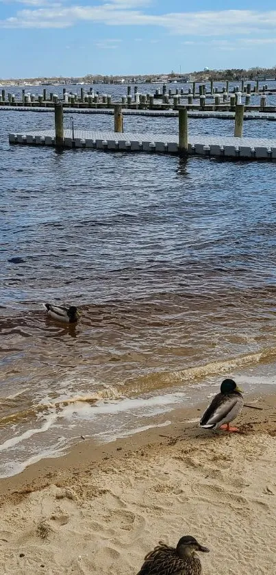 Serene lakeside view with ducks by the water.