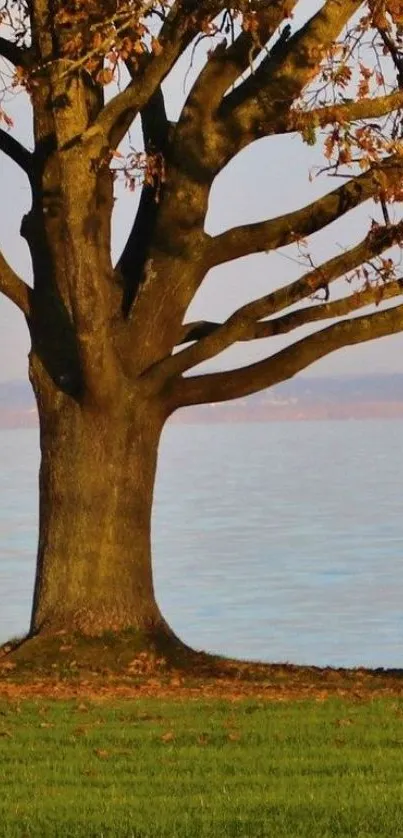 Majestic tree by a tranquil lakeside with autumn leaves.