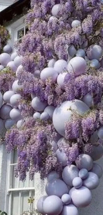 Lavender blossoms and purple balloons on white wall.