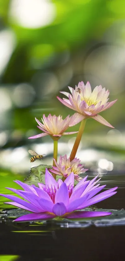 Serene lotus flowers on tranquil water with vibrant green background.