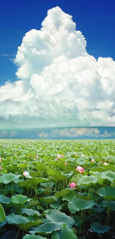 Serene lotus field under a blue sky.