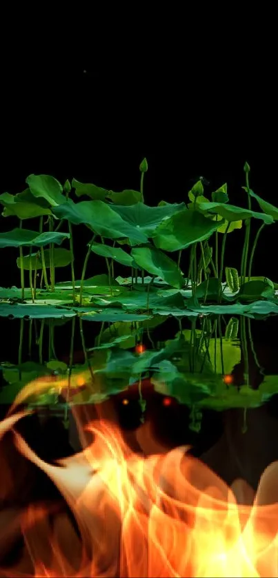 Floating lotus leaves with reflection on a dark background wallpaper.