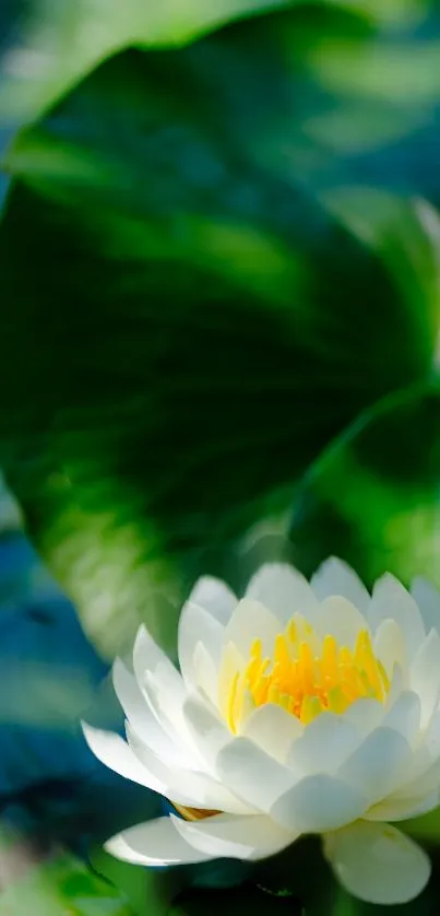 Serene lotus flower with lush green background.