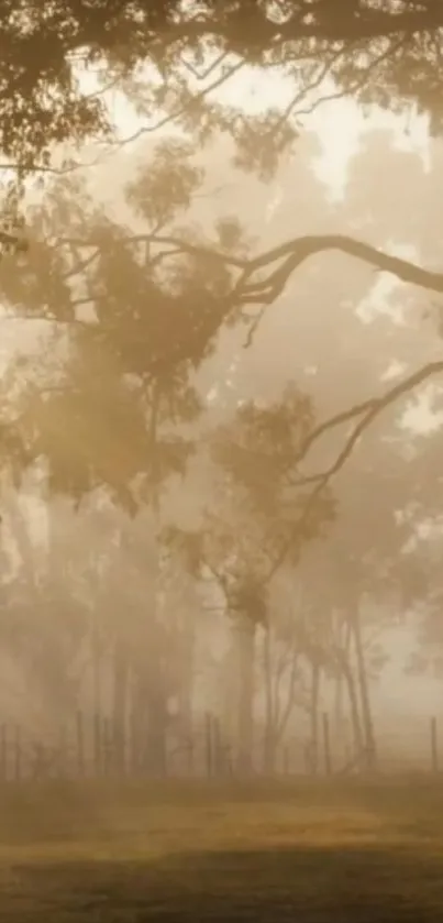 Tranquil misty forest with golden sunlight filtering through trees.