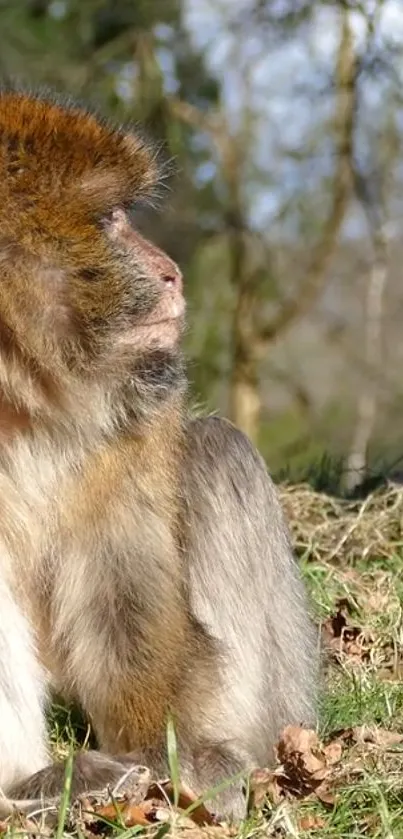 Monkey sitting calmly in natural setting.