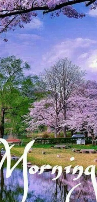 Cherry blossom trees by a lakeside, peaceful morning scene.