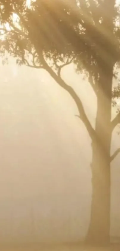 Tranquil morning tree silhouette with warm sunlight filtering through mist.