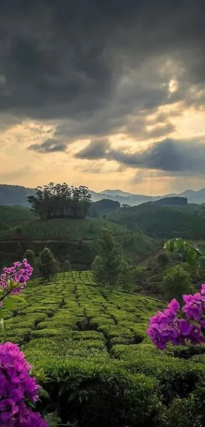 Lush green tea fields with purple flowers under a dramatic cloudy sky.