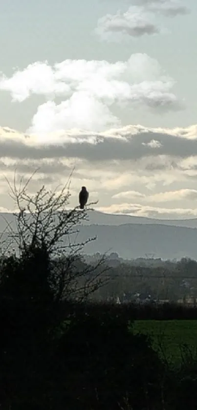 Bird on tree with mountains and cloudy sky background.