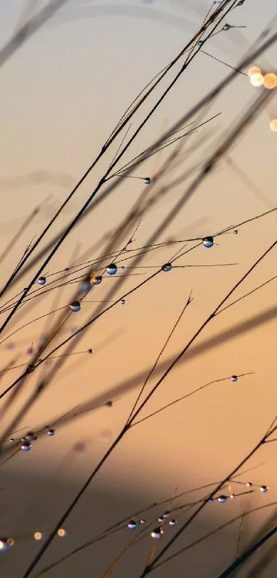 Delicate dewdrops on grass with soft sunrise background.