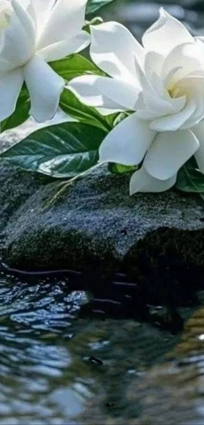 White flowers on a stone in a tranquil water setting.