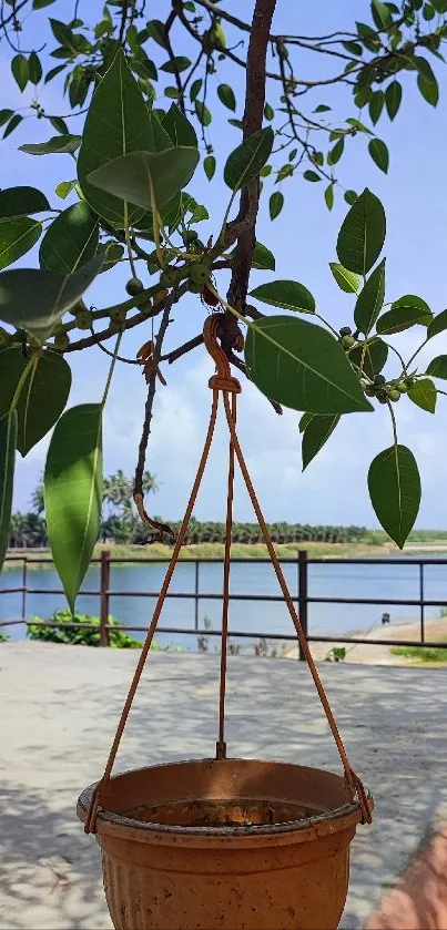 Hanging pot under leafy tree with tranquil lake view.