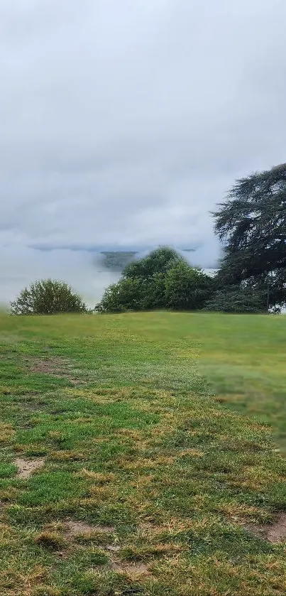 Serene nature scene with green grass, a large tree, and misty clouds in the background.